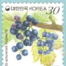 머루다래 이미지