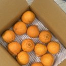 명품한라봉 | 귤스데이 | 제주도 한라봉 산지직송 후기 🍊