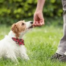 Dr.j 동물병원 이미지