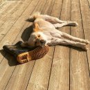 이상순농장 이미지