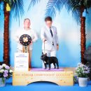 프라임킴 프렌치 불독 | 강남애견분양 반전매력의 프렌치불독!