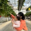 서운동산 | 포천 딸기체험 서운동산 18개월 아기랑 다녀온 후기