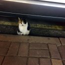 들샘바지락칼국수 이미지