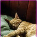 온 동물의료센터 이미지