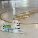 월계역 1번출구 | 월계역 도보 1분 카페doggo 애견동반카페 오프리쉬 카페 주차가능 브런치애견동반 카페 내돈내산 후기