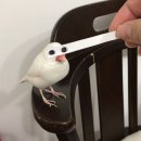 망구