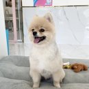 오마이펫 이미지