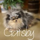 개츠비 켄넬 이미지