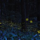 반딧불이 이미지