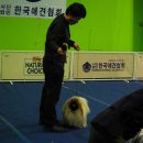 황제애견 이미지