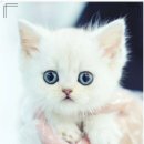 부산고양이 분양 도로시펫 네이버블로그