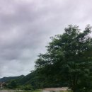 천도리양지마을 Daum카페