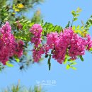 아카시아 이미지