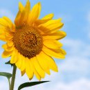 배꽃농장 이미지