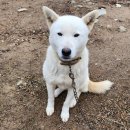 영동천막사 이미지