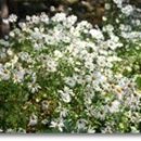 들국화(만수)마을 이미지