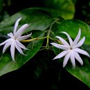 브이랜드 이미지