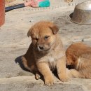 강생이네 이미지