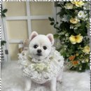 우리동네펫샵 이미지