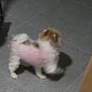 웰니스동물병원(수완점) | 포메라니안 알로페시아 치료,예방 하남스타필드 웰니스동물병원 내돈내산