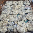 9월28일 군산 루미호 쭈꾸미 낚시 정출 본공지 (완료) 이미지