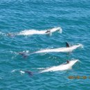 오션어드벤처 이미지