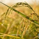 황금빛 민박 이미지