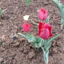 한길타조농장 이미지