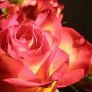 로즈 플라워(ROSE FLOWER) 이미지