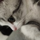 고양이분양 반하나캣 이미지