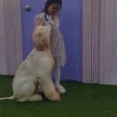 댕댕이 머리방 이미지