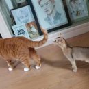 Today is Ginger Cat Appreciation Day. Rooney is a pretty 이미지