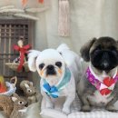 변신하개 이미지