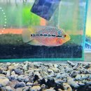 레드플라워(RED FLOWER) 이미지