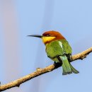 Chestnut-headed Bee-eater 이미지