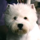 화이트그루밍 이미지