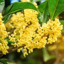 영명환경 | 금목서나무 묘목, 향기 좋은 정원수 찾는 분께 추천해요