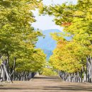 마로니에길 이미지