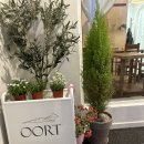 카페오르트(Cafe oort) 이미지