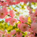 The Breath Of Spring 🌸 AMAZING MUSIC &amp; NATURE • ‪@TatianaBlue‬ 이미지