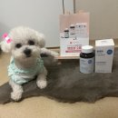 퍼피키티 | [퍼피랑키티랑] 두뇌영양제 급여후기!! (feat. 서포터즈 베리)