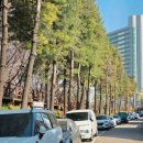 부개공원 | 🌸 대형견 부개철길공원 벚꽃, 숨겨진 벚꽃 명소 다녀옴 🌸