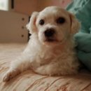 종로동물병원 이미지