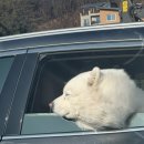 낭만 Dog 이미지