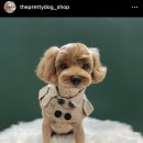 더 이쁘개 이미지