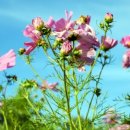 풍각중학교 이미지