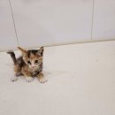 제니스동물병원 이미지