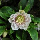 안이하우스 이미지