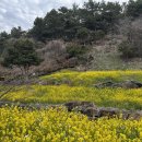 돈내꽃 | 제주도 중문 유채꽃 여기였네🌼엉덩물계곡 내 돈 내산 후기 (무료 산책코스👍)