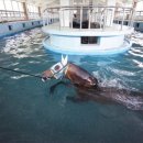 수영목장 이미지